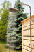 Dundalk White Cedar Outdoor Savannah Standing Shower CTC205 Dundalk